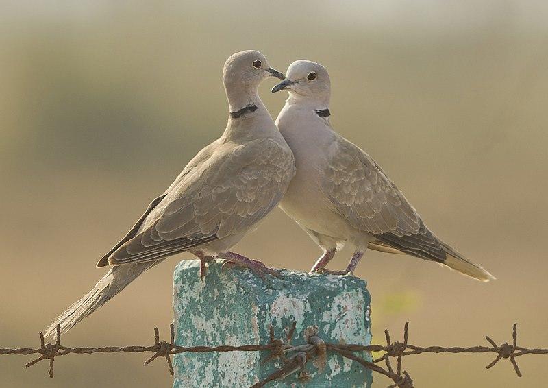Collared Dove