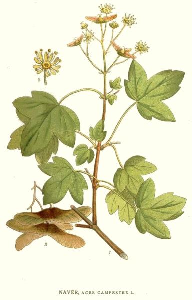 Field Maple