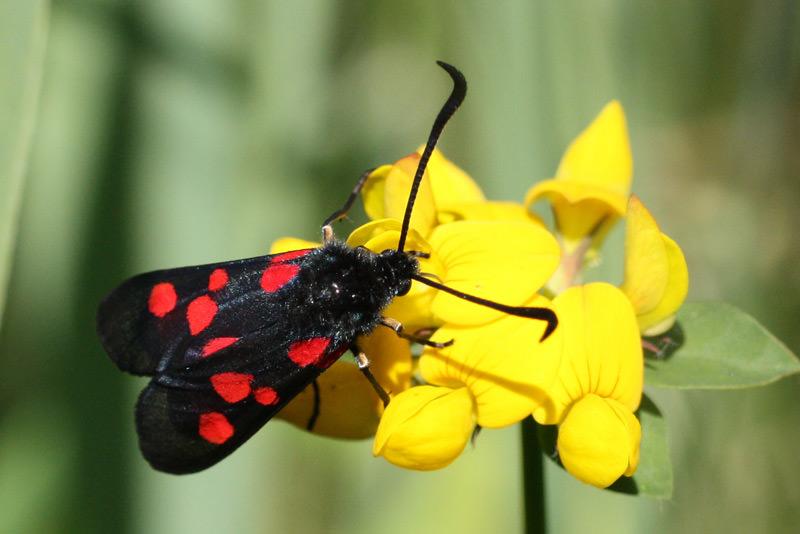 Five-spot Burnet