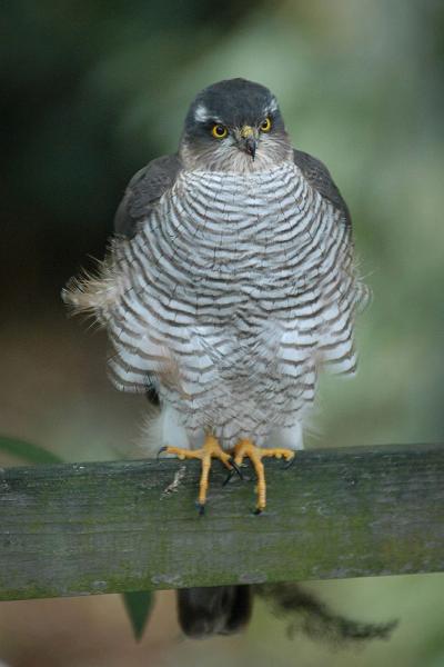 Sparrowhawk (male)