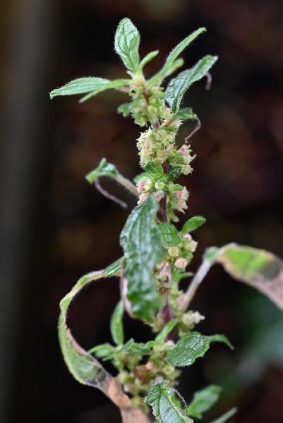This small, rather straggly, plant is multi-branched with spreading stems.
