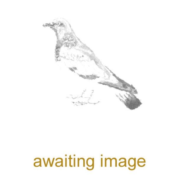 The Collared Dove is a graceful bird with pink-grey plumage.