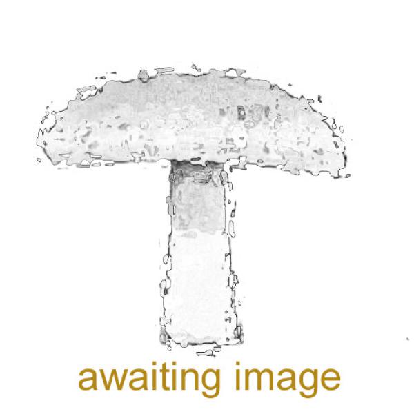 The white or grey-white cap darkens towards a brown apex and pales towards the edge.