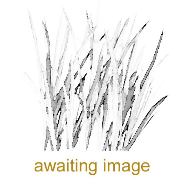 Upright Brome is a tufted and erect grass - a perennial. It can grow to a meter in height.