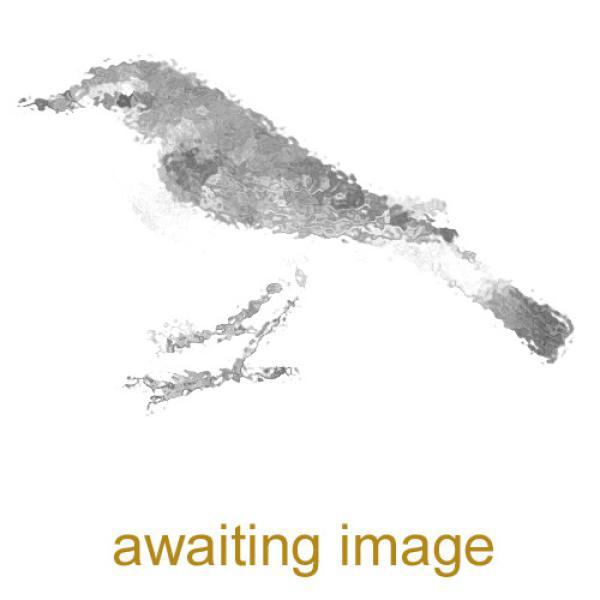 Linnets are resident breeders as well as Winter visitors.