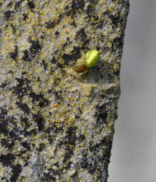 Identification to species level of this tiny spider requires high magnification and good lighting.