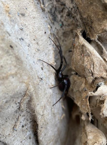 False Widow spiders are usually up to 14mm in size, males being smaller at 10mm.