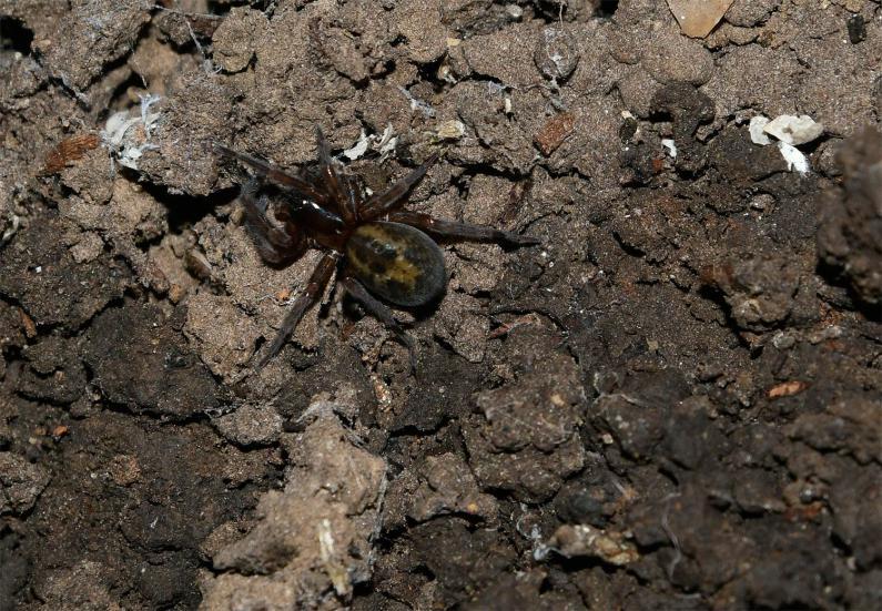 The brown Lace-weaver Spider leaves its silk around the entrances to just about every hole and crevice it can find.