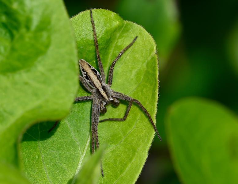 This is a long-legged spider with a slender abdomen. The tall vegetation in the cemetery in Summer is perfect habitat for this hunting species.