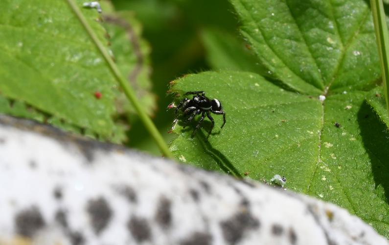 A female Zebra Spider.