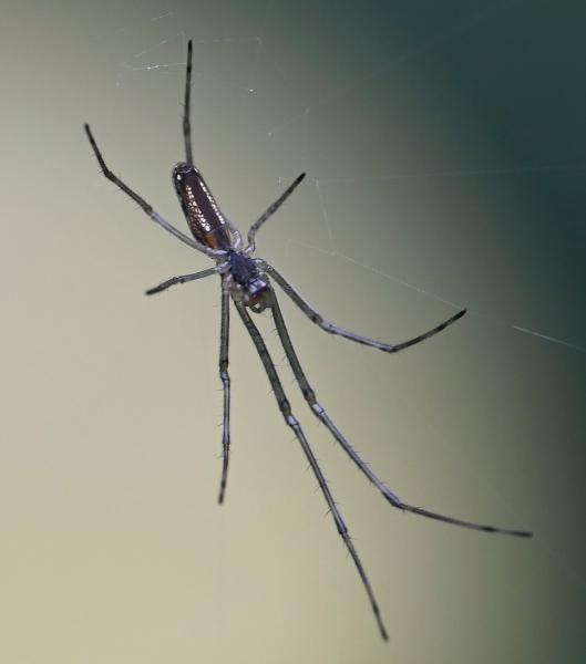 These spiders appear between May to October. Their favourite prey are flies and mosquitoes which are caught in the creature's web.