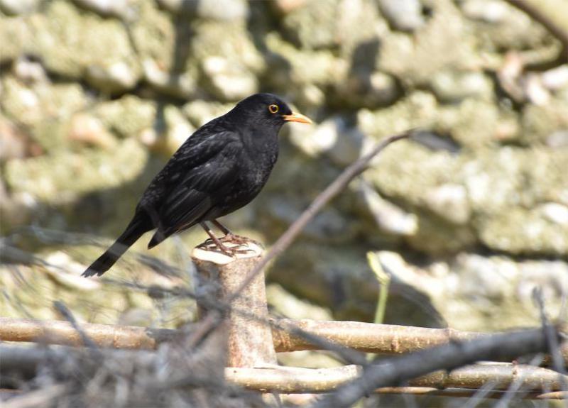 The familiar blackbird is a resident breeder and winter visitor.