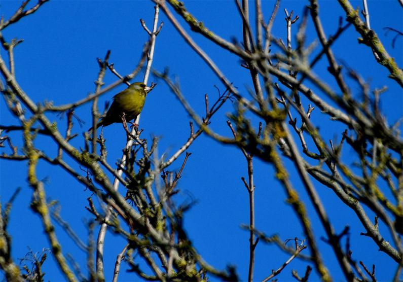 The stout bill of the Greenfinch reveals its preference for large seeds, such as rose hips and cereal grains.