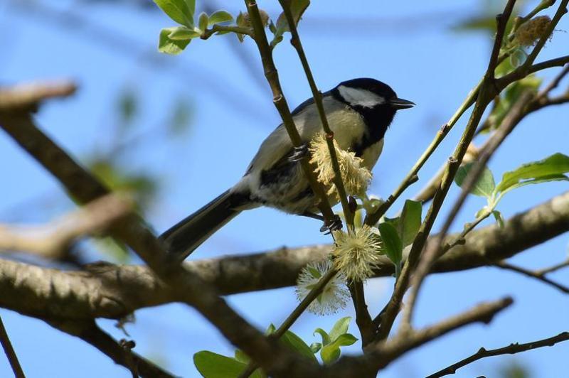 Great Tits are successful omnivores, the prominent black belly stripe of the male being its most attractive feature to females.