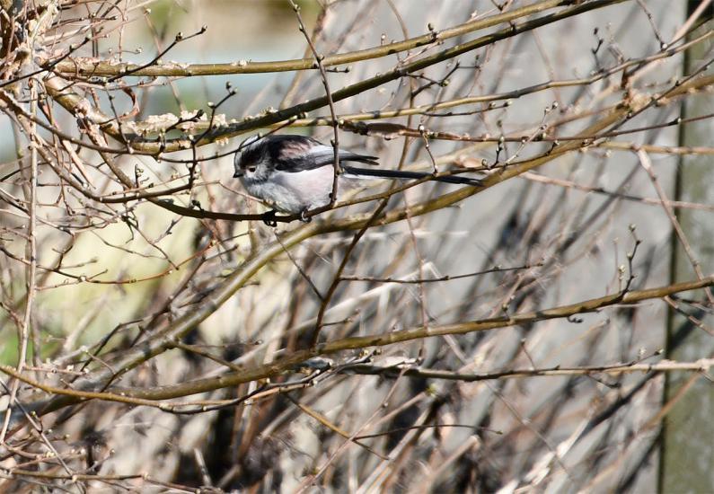 These active omnivores fly in family groups, in which offspring stay with the parents to help rear the next generation. 