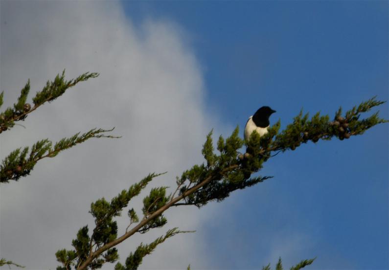 Magpies are resident breeders, and with a population of 610000 pairs in 2016 their conservation status is GREEN.