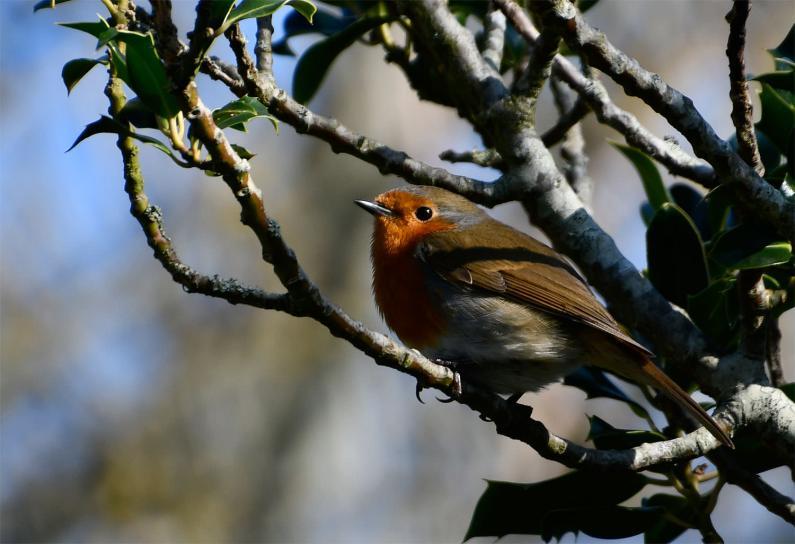 Our spade-perching, unofficial national bird, the Robin, is a resident breeder and Winter visitor from Africa.