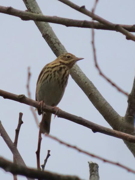 Tree Pipits are streaky-brown in colour with pale underparts. Males and females are similar in colour.