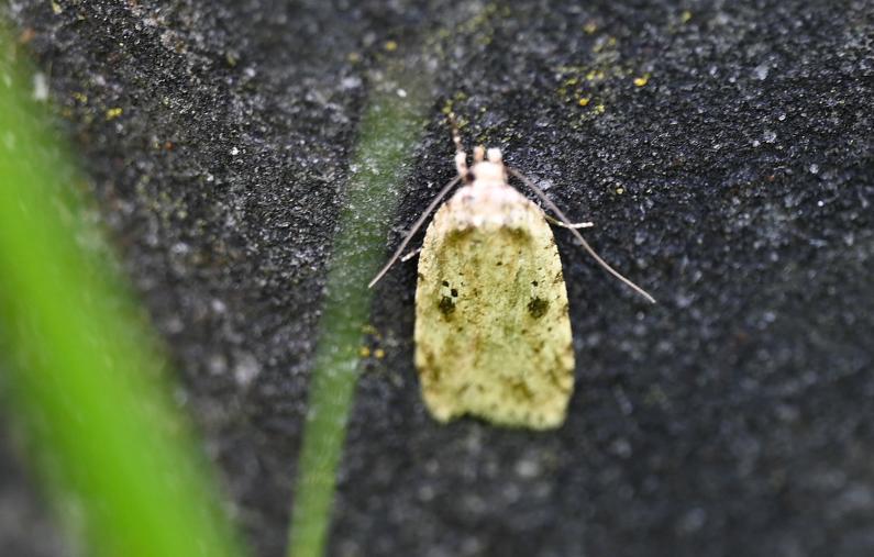 This small moth is a nocturnal flier.