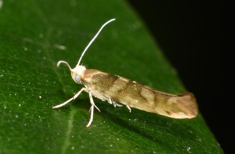 The small Golden Argent moth typically has a golden-brassy colour.