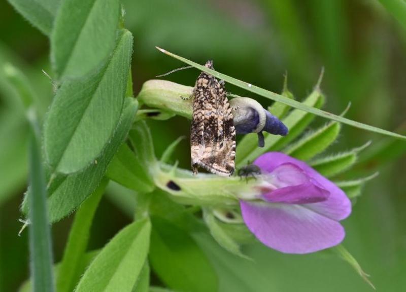 This small moth has a wingspan of perhaps 5–18 millimetres. It has a variable appearance, with some forms being dark, others light.