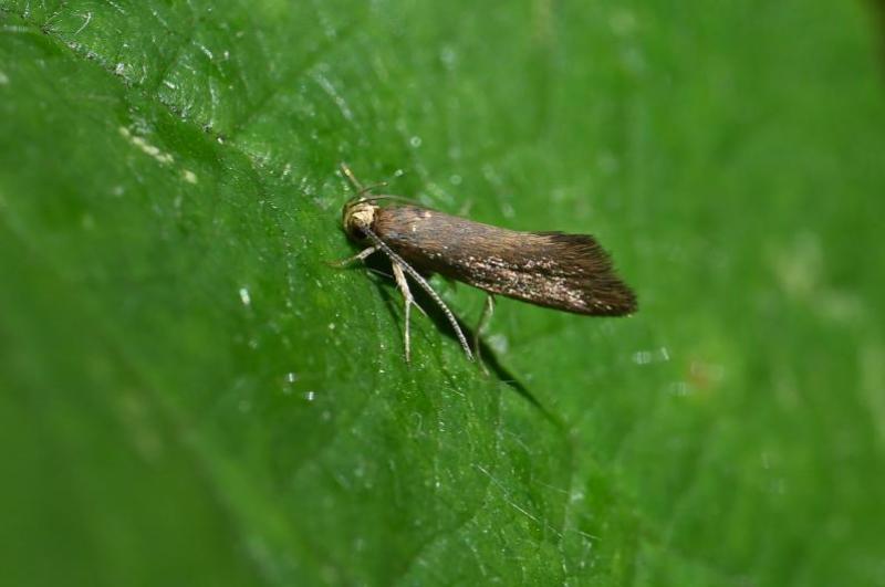 This small moth (with a wingspan of 12-16 millimetres) is locally common in southern England.