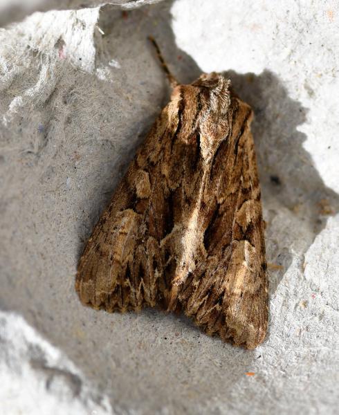 The Dark Arches moth has a wingspan of between 45 and 55 millimetres.