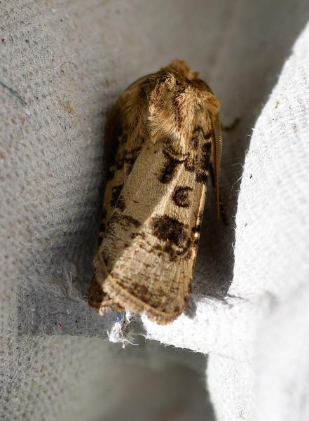 The Heart and Club moth has a wingspan of 35 to 40mm.
