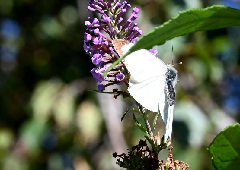 The eggs of this common butterfly are laid on the undersides of the leaves of brassicas and Wild Mignonette.