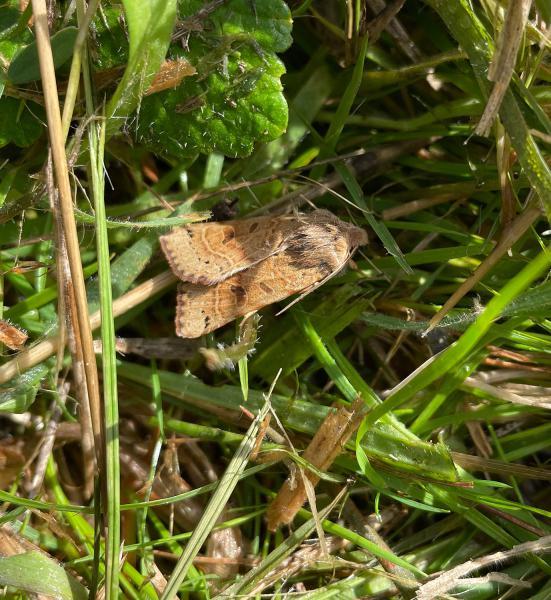 The pale hindwings of the Lunar Underwing are marked with a darkish moon-like crescent, hence the moth's English name.