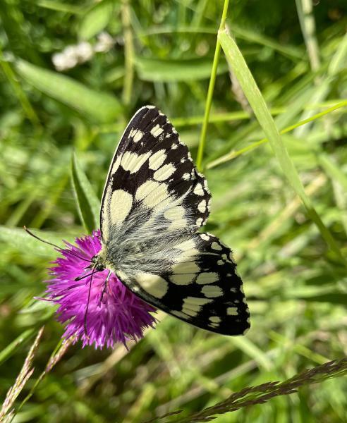 Male Marbled White have these more pronounced monochrome colouration. Females are creamier or even sandy.