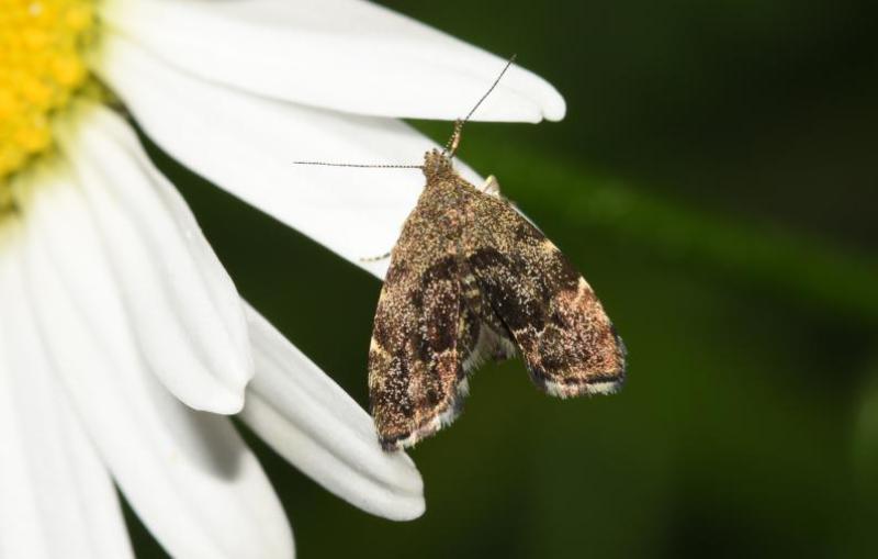 The larval food plant of the Common Nettle-tap moth is the nettle.