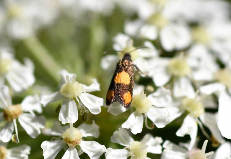 The Orange-spot Piercer moth is a small moth, at rest with a length of less than a centimetre.