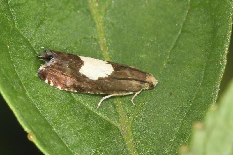 The Regal Piercer moth is a small moth with a wingspan of between 13 and 16 millimetres.