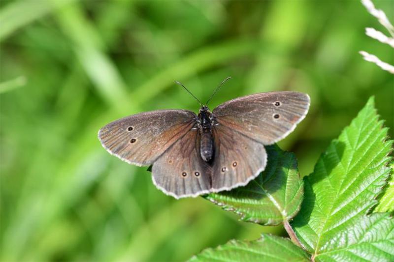 The dark velvety-winged Ringlet butterfly, with its eye-spot markings, is a common sight from June until August.