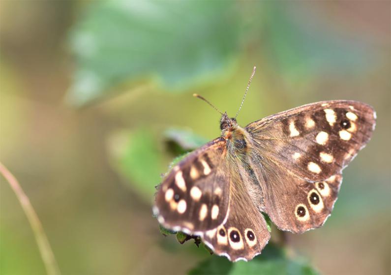 The Speckled Wood is the most frequently seen butterfly in the cemetery.