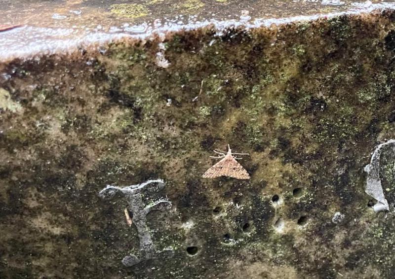 The fairly common-found Twenty-plume moth is a 'micromoth' with a wingspan of between 14 and 16 millimetres.