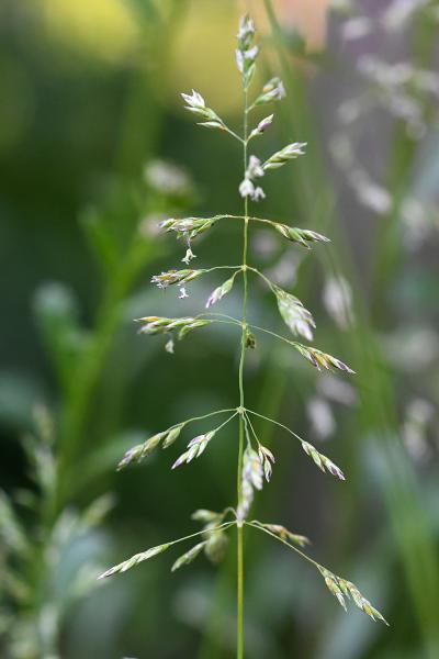 This low-growing native grass flowers throughout the year and has a pyramidal panicle.