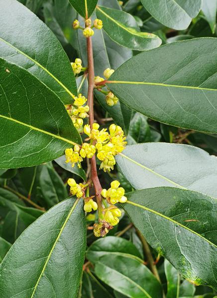 Bays are members of the laurel family. Small yellow flowers appear in May. On female plants, black berries appear later.