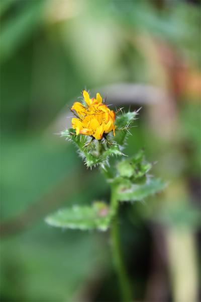 Bristly Oxtongu is covered with rough bristles, and the leaves with white pimples.