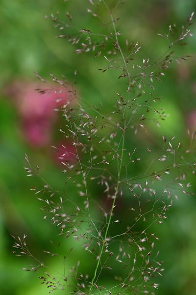 Common Bent is a creeping perennial with fine, flat leaves, spreading panicles, and greenish or purplish-brown spikelets.