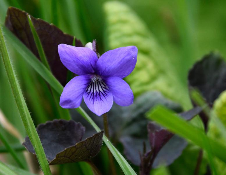 The Common Dog-violet has a pale, almost white, backward-facing spur behind its petals.