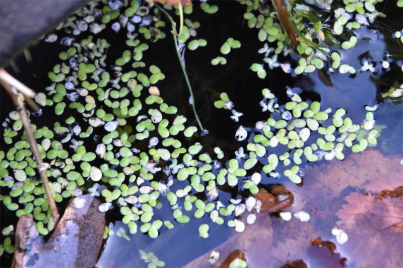 Common Duckweed quickly forms a vast green mat despite each plant having only a single root.