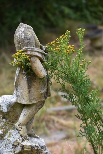 This familiar native plant, with its all yellow flowers, flowers from June.