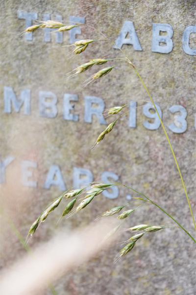 Common Soft-brome is a tall, short-awned annual or biennial brome, with grey-green leaves and an erect panicle.