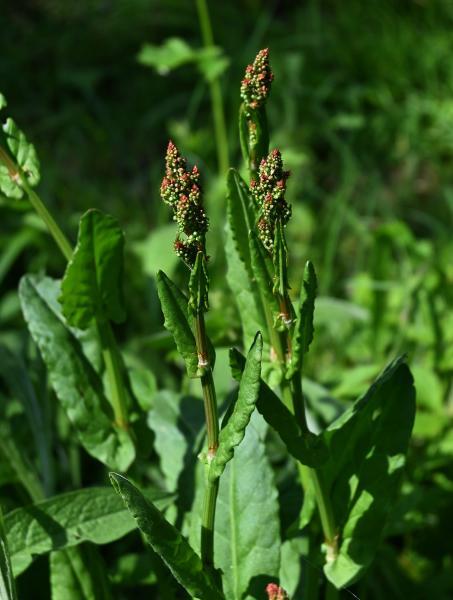 Common Sorrel is a native dock that is edible, if somewhat bitter.  Its red flowers appear from May.