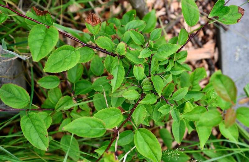 The white or pink flowers appear in May.  This is not the same as our cultivated apple, which is Malus domestica.