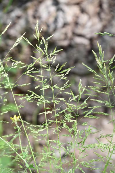 Creeping Bent is a native creeping perennial with long runners.