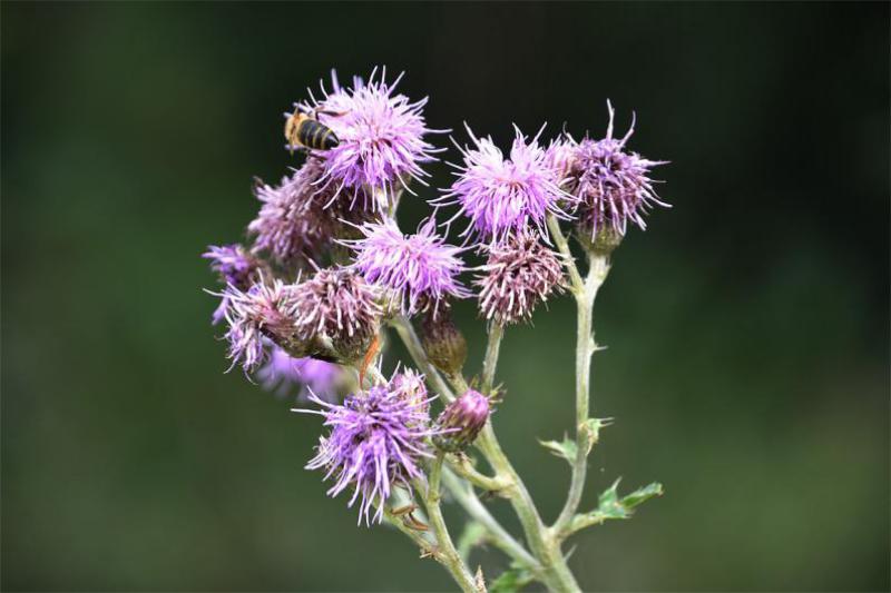 A single creeping perennial of this native Creeping Thistle can cover a large area.
