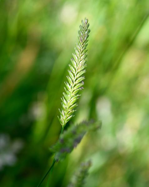 Crested Dog's-tail grass is a short-lived native perennial, growing in compact tufts.